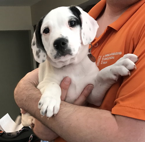 Br Litter Havarti - ADOPTED 05.17.17