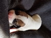 Br Litter Mascarpone - ADOPTED 06.02.17