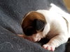 Br Litter Mascarpone - ADOPTED 06.02.17