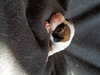 Br Litter Mascarpone - ADOPTED 06.02.17