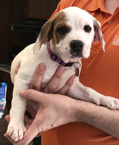 Br Litter Mascarpone - ADOPTED 06.02.17