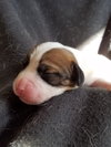 Br Litter Provolone- ADOPTED 06.12.17