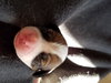 Br Litter Provolone- ADOPTED 06.12.17