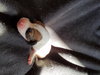 Br Litter Provolone- ADOPTED 06.12.17
