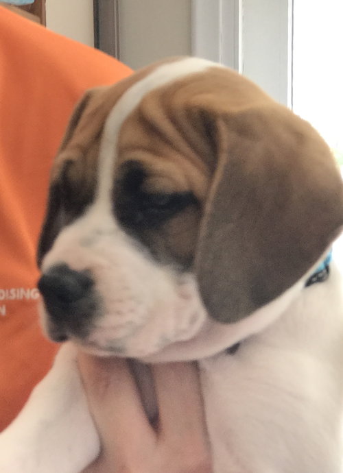 Br Litter Provolone- ADOPTED 06.12.17