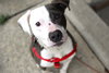 Riggs - ADOPTED 5.19.17