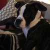 Amelia - ADOPTED 05.03.17