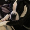Amelia - ADOPTED 05.03.17