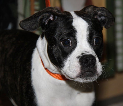 Amelia - ADOPTED 05.03.17