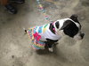 Amelia - ADOPTED 05.03.17