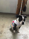Amelia - ADOPTED 05.03.17