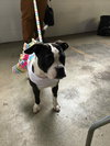 Amelia - ADOPTED 05.03.17