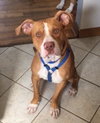 Tumba - ADOPTED 05.30.17