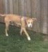 Tumba - ADOPTED 05.30.17