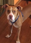 Tumba - ADOPTED 05.30.17
