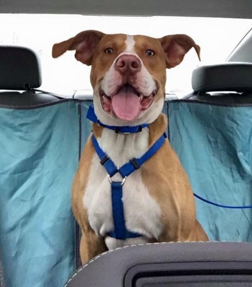Tumba - ADOPTED 05.30.17