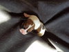 Br Litter Brie - ADOPTED 05.06.17