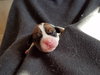 Br Litter Brie - ADOPTED 05.06.17
