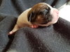 Br Litter Brie - ADOPTED 05.06.17