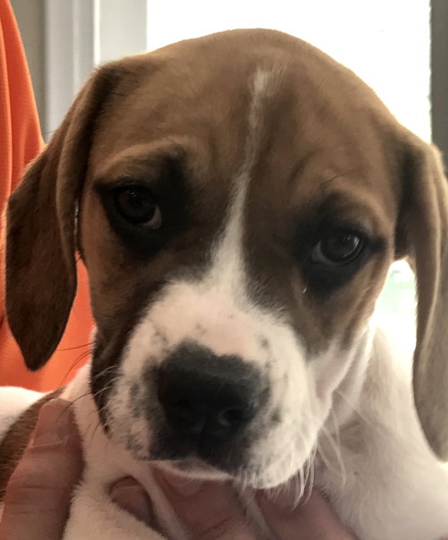 Br Litter Brie - ADOPTED 05.06.17