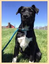 Dr Litter Ivan - ADOPTED 04.27.17