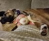 Dr Litter Anastasia - ADOPTED 04.25.17