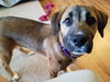 Dr Litter Anastasia - ADOPTED 04.25.17