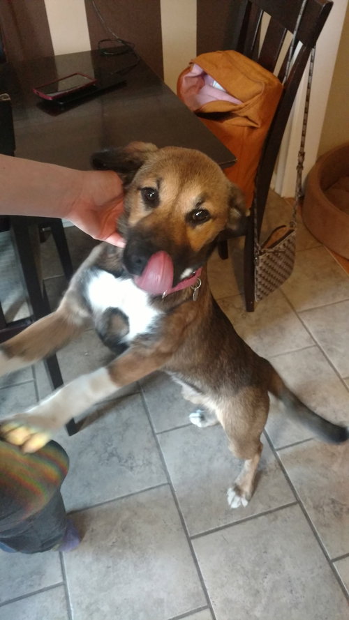 Dr Litter Mable - ADOPTED 05.25.17