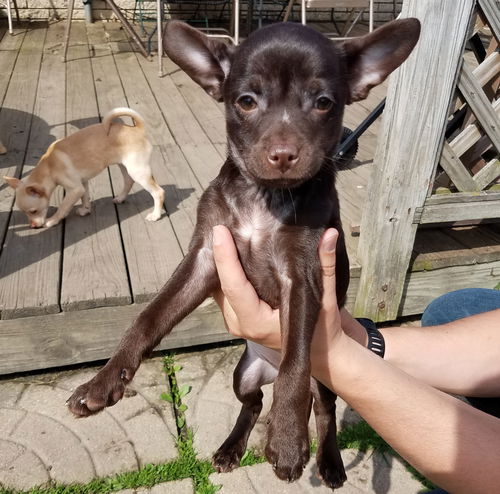 Er Litter Chalupa - ADOPTED 04.22.17