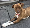 Snickerdoodle - ADOPTED 6.30.17