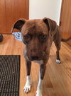 Snickerdoodle - ADOPTED 6.30.17