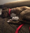 Snickerdoodle - ADOPTED 6.30.17