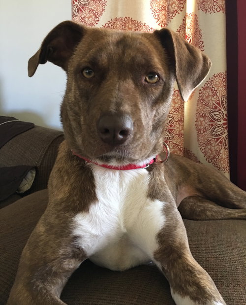 Snickerdoodle - ADOPTED 6.30.17