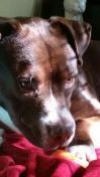 Brice - ADOPTED 7.9.17