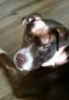 Brice - ADOPTED 7.9.17