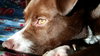 Brice - ADOPTED 7.9.17