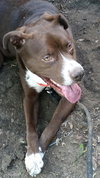 Brice - ADOPTED 7.9.17