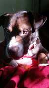 Brice - ADOPTED 7.9.17