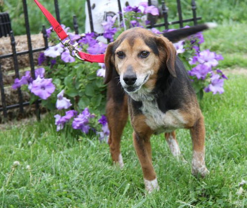 Boots - ADOPTED 7.26.17