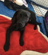 Aria - ADOPTED 02.02.18