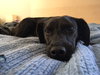 Aria - ADOPTED 02.02.18
