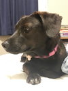Aria - ADOPTED 02.02.18