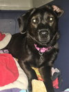Aria - ADOPTED 02.02.18