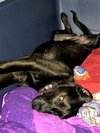 Aria - ADOPTED 02.02.18