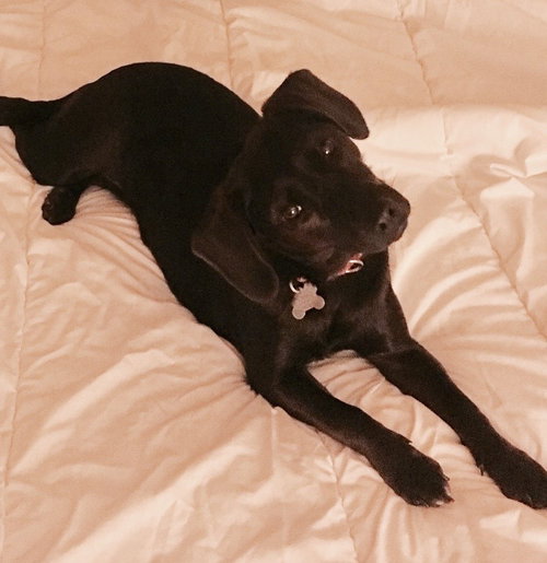 Aria - ADOPTED 02.02.18