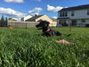 Aria - ADOPTED 02.02.18