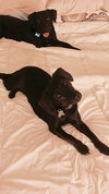 Aria - ADOPTED 02.02.18