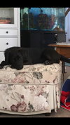 Aria - ADOPTED 02.02.18