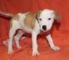 Fr Litter Cola - ADOPTED 06.18.17