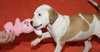 Fr Litter Cola - ADOPTED 06.18.17